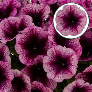 Bild von Petunia P12 Purple Vein